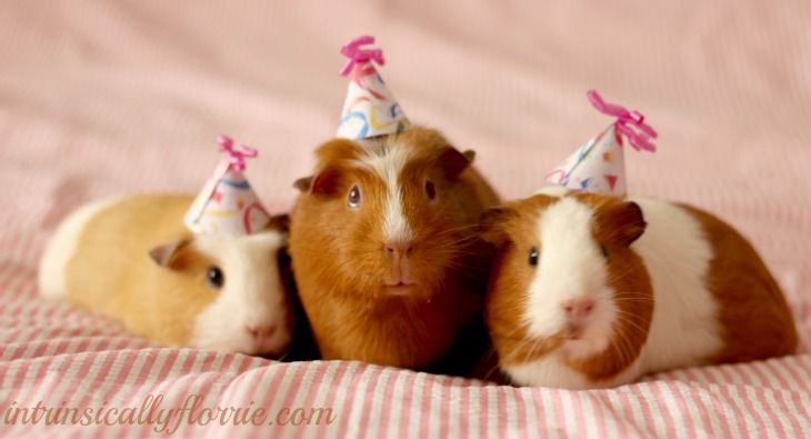 cute-guinea-pigs-birthday-hats_zpsc746b0b9.jpg