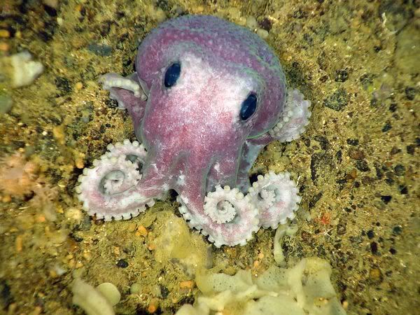 octopuspurple.jpg