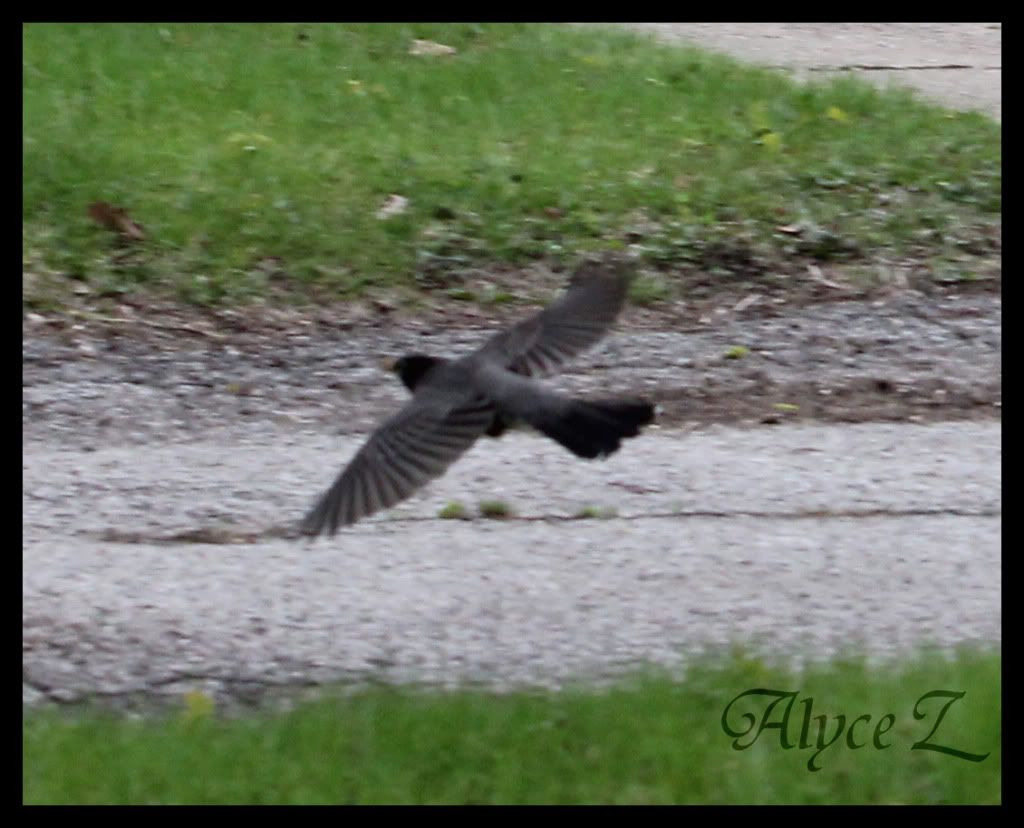 IMAGE: http://i1116.photobucket.com/albums/k565/VectoriaZ/Birdflying7.jpg