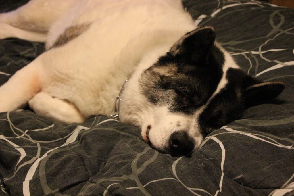 IMAGE: http://i1116.photobucket.com/albums/k565/VectoriaZ/IMG_0934.jpg