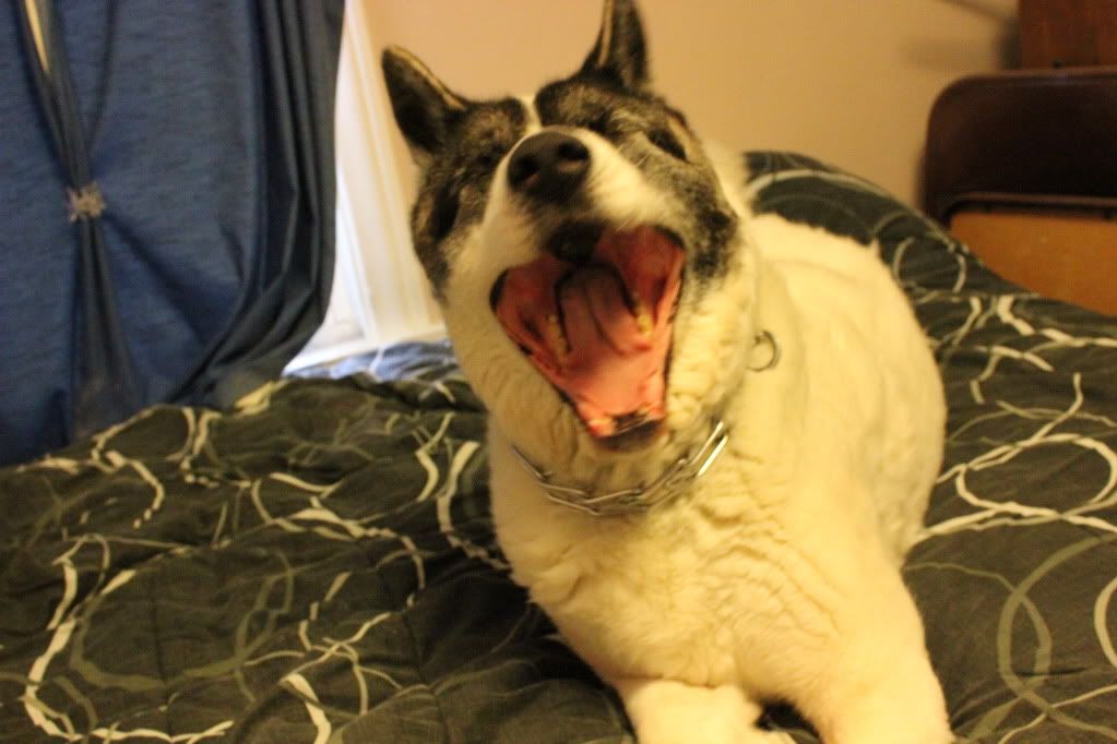 IMAGE: http://i1116.photobucket.com/albums/k565/VectoriaZ/IMG_0945.jpg