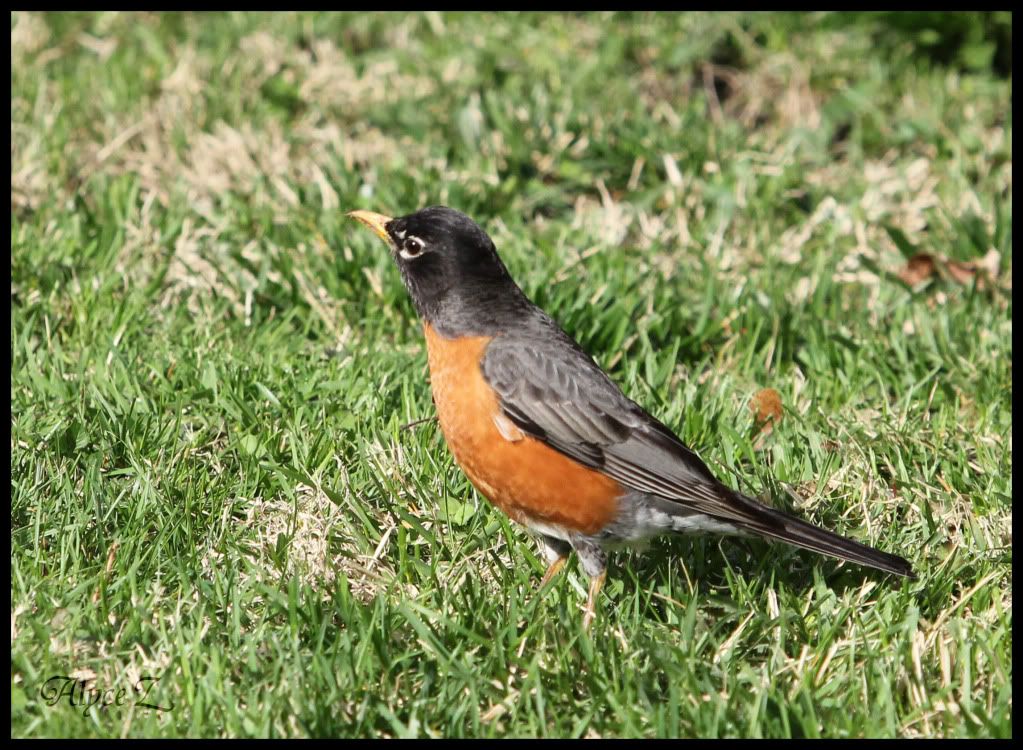 IMAGE: http://i1116.photobucket.com/albums/k565/VectoriaZ/birdonground.jpg