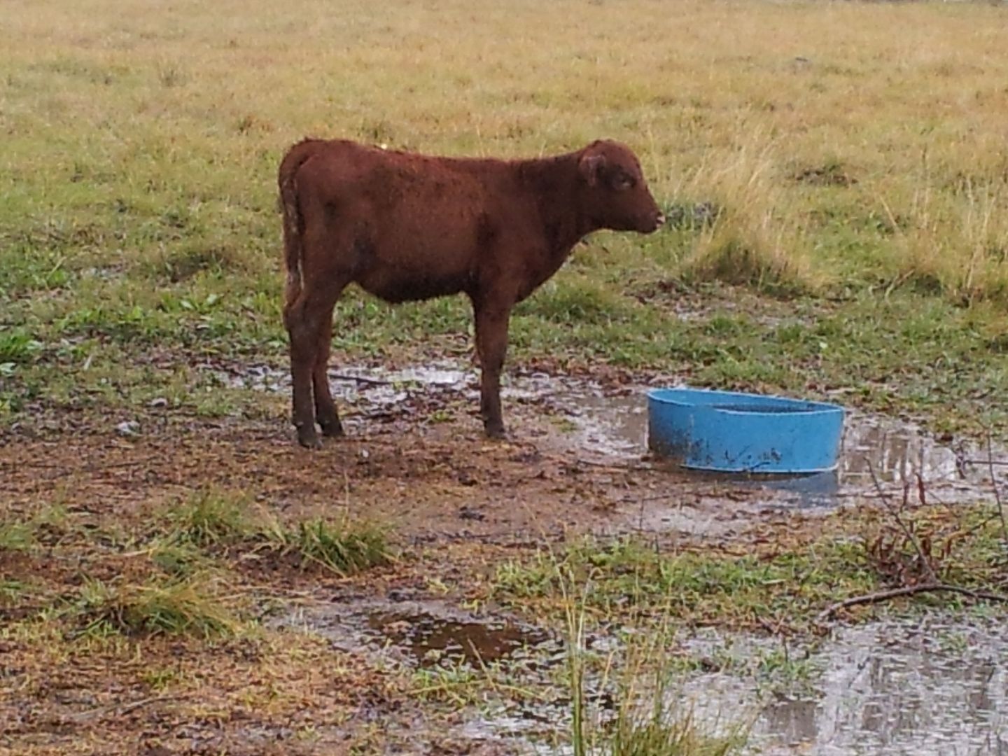 redcalf.jpg