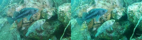 Dive-308-rockfish.jpg