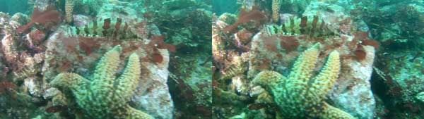 greenling-and-starfish.jpg