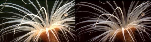anemone-081297.jpg