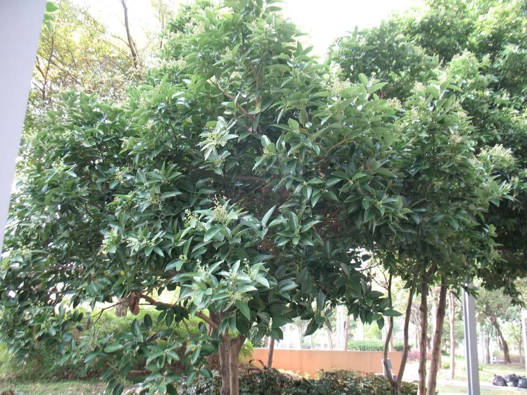 标题: 公园树id (锡兰肉桂 cinnamomum zeylanicum)