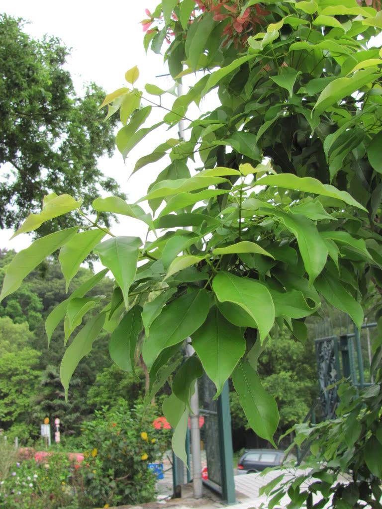 请问植物id?(滨海槭,华南飞蛾树)