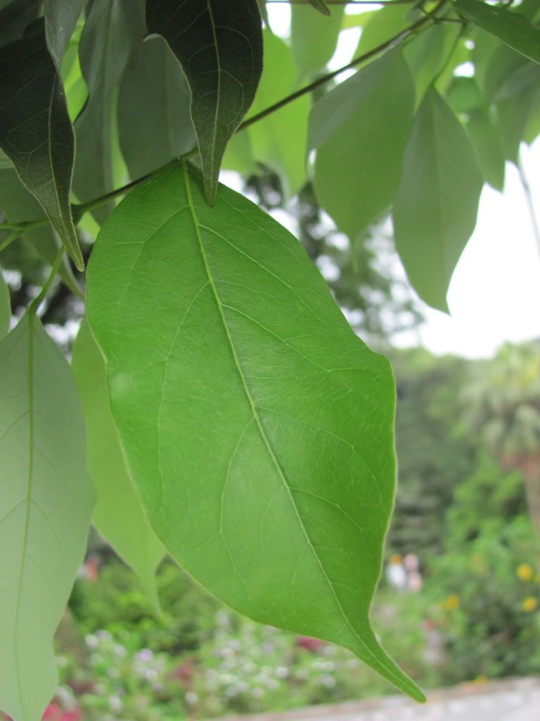 请问植物id?(滨海槭,华南飞蛾树)