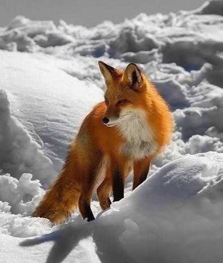 winter animals photo: Absolutely Fox Absolutely-36.jpg