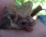 Lesser long-eared bat