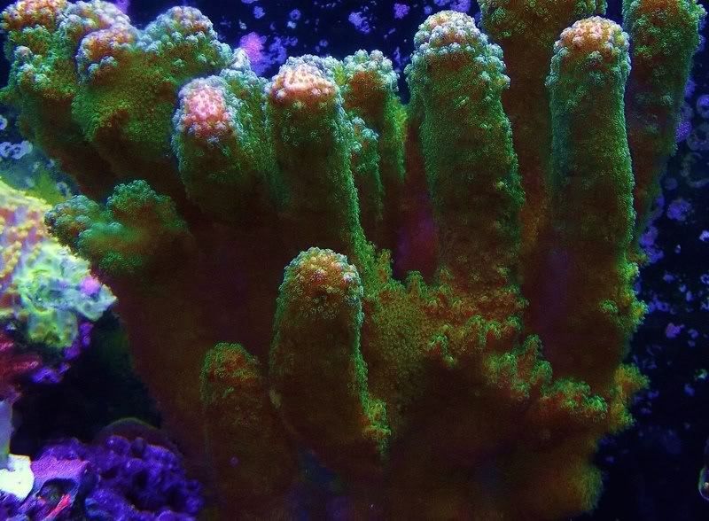 DSCF2453 zps106b867d - Unknown Coral