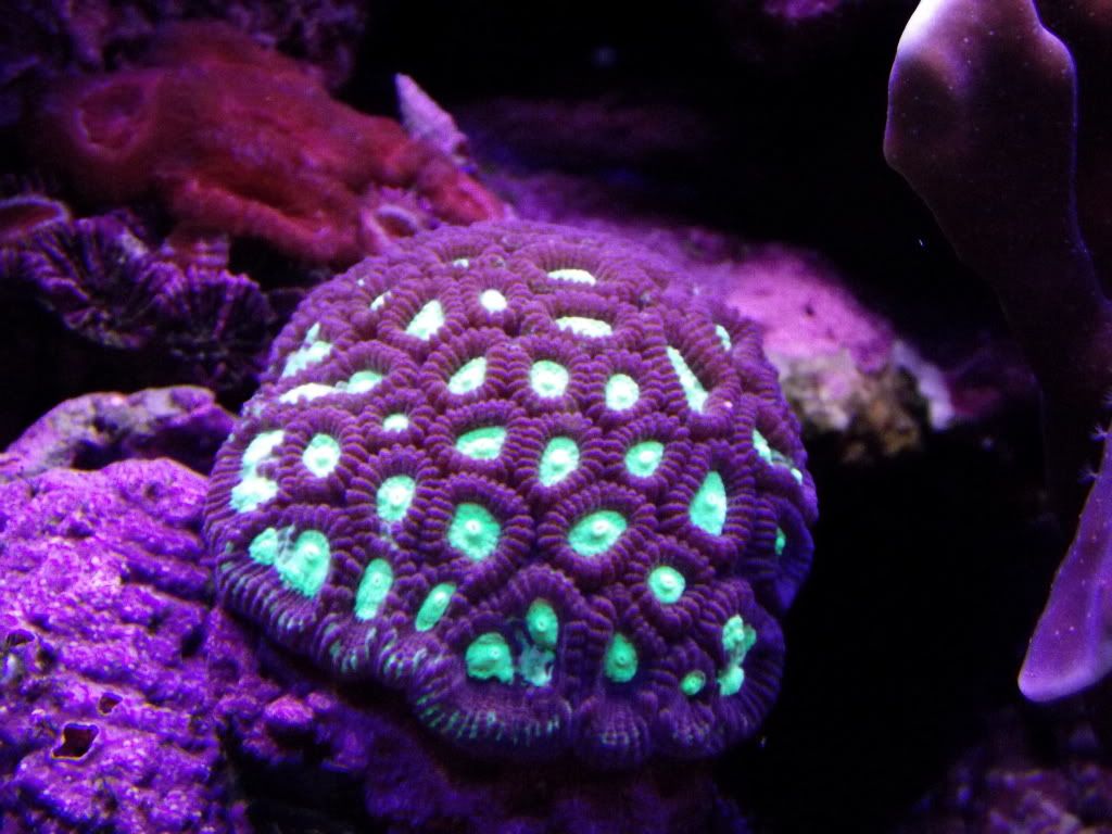 Visitadeumacura030 - Tommyjr61's Marvelous Mixed Reef