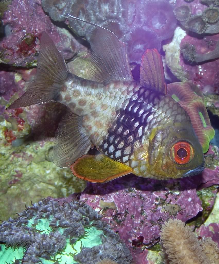 peceraDrCosmeyalgunasfotosdmipecerajunio262o11002 - Tommyjr61's Marvelous Mixed Reef