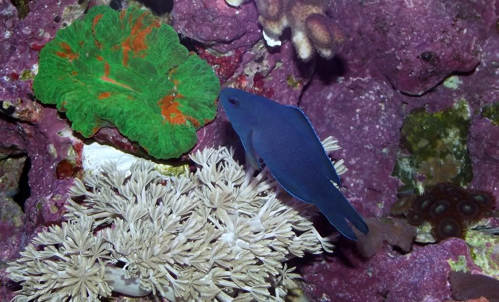 peceraDrCosmeyalgunasfotosdmipecerajunio262o11004 - Tommyjr61's Marvelous Mixed Reef