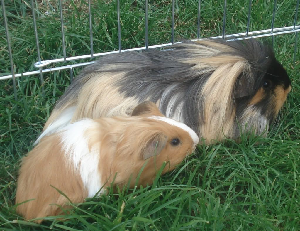 Guinea pigs breeders Reptile Forums
