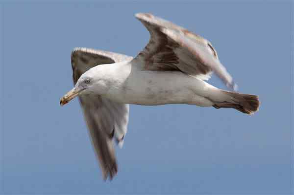 seagull-flying-2.jpg seagull image seegull239