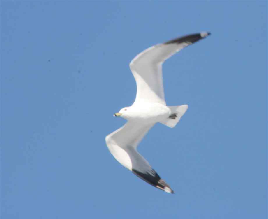 seagull-flying.jpg seagull image seegull239