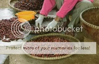 Coffee farmer is collecting & sorting coffee berries