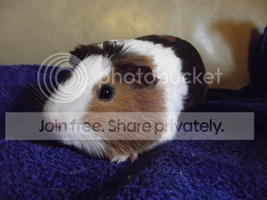 DSCF2363_zpscf173729.jpg