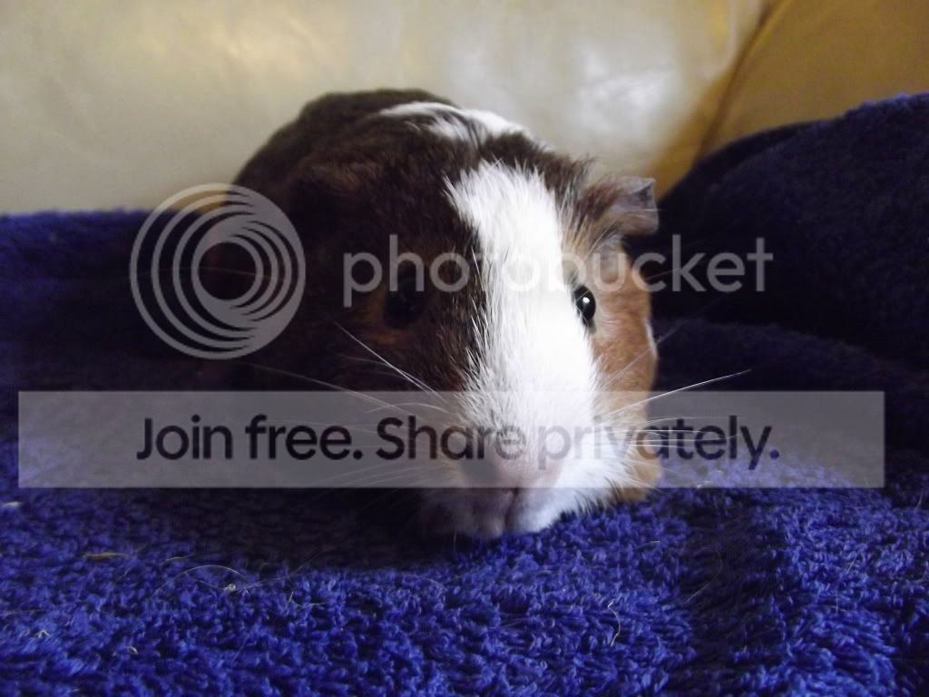 DSCF2377_zps1089baa0.jpg