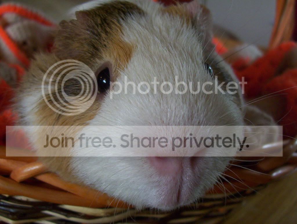 buttonbasket.jpg